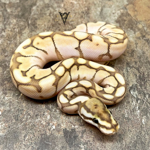 2022 BUTTER SPIDER YELLOW GHOST FEMALE: ID# 221905F