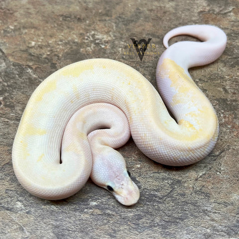 2022 SUPER FIRE YELLOW BELLY BLACK EYED LUCY FEMALE: ID# 220601F